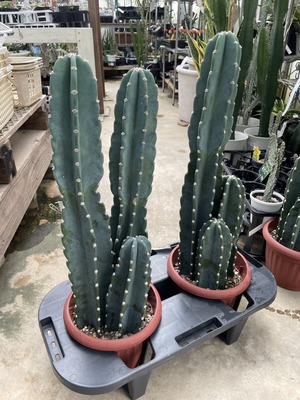 S__49807372_0