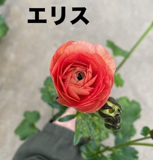 LINE_ALBUM_ラナンキュラス　ラックス_250205_6