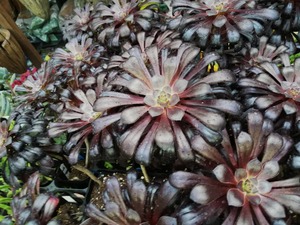 IMG_20190429_164746