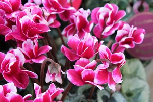 IMG_1798