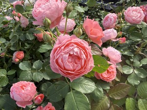 S__99131564_0