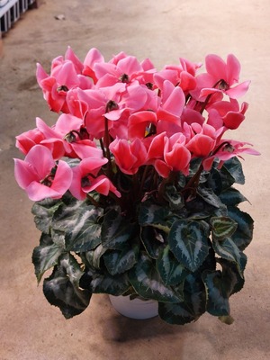 LINE_ALBUM_20241127_241127_3