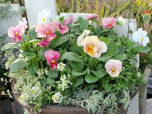 IMG_1867