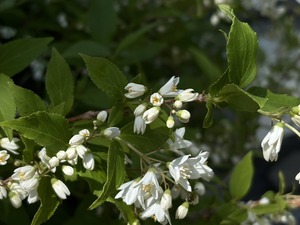 S__40419380_0
