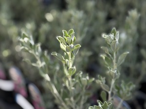 S__40656909_0
