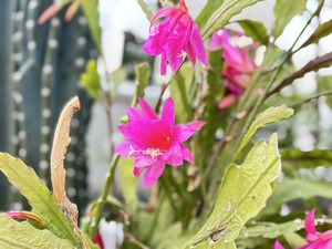 S__41025579_0