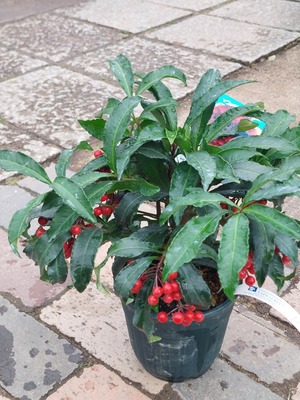 LINE_ALBUM_20241225_241225_19