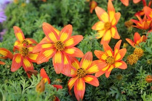 IMG_1835