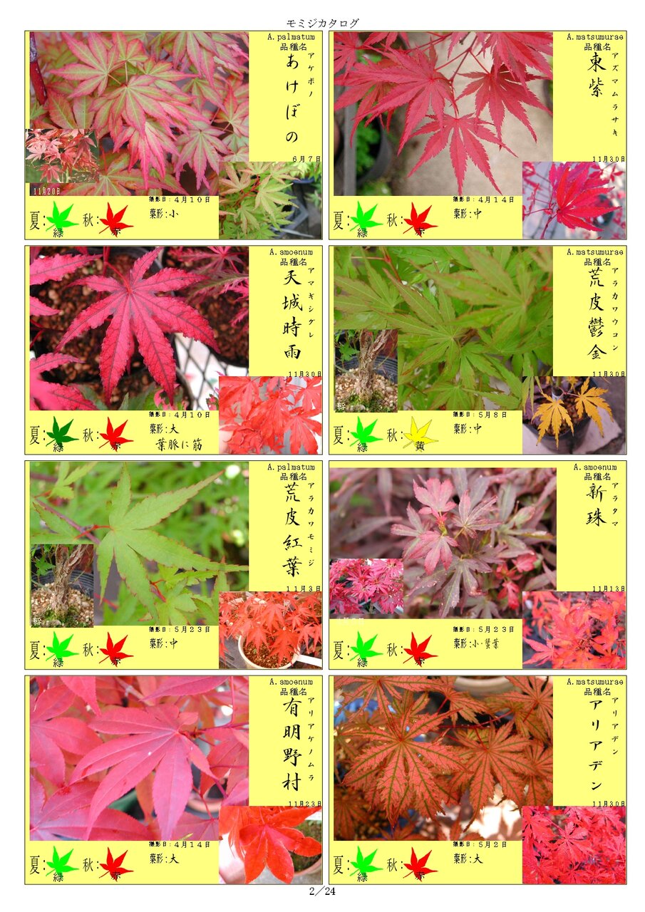 もみじのカタログなるもの(^O^)／ : 大洋グリーンブログ