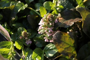 IMG_4811