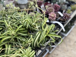 S__40943630_0