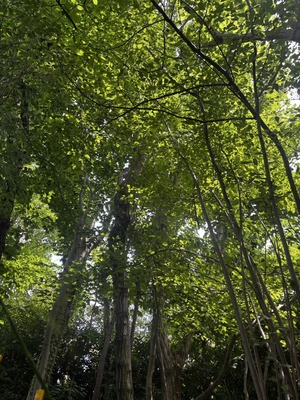 S__65708045_0