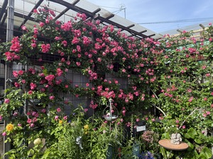 S__99131412_0