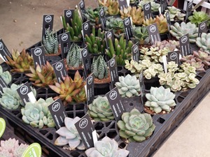 LINE_ALBUM_20241023_241023_1