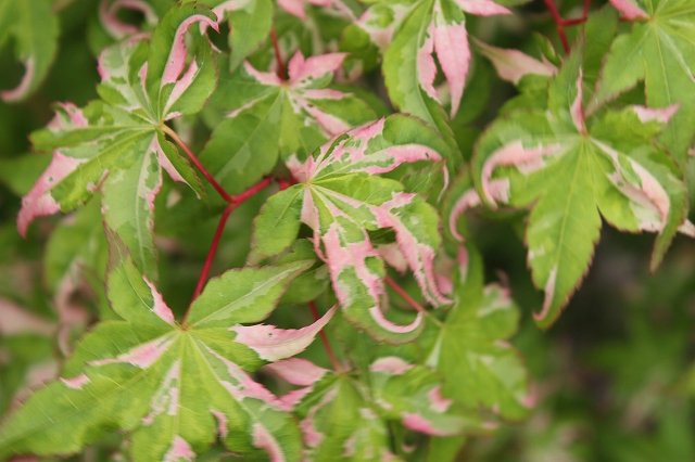 初夏のもみじたち＼(^o^)／ : 大洋グリーンブログ