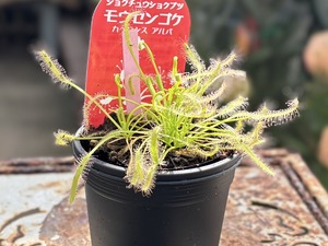 S__40132624_0