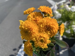 S__40665093_0