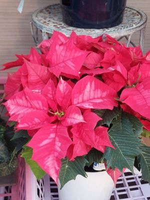 LINE_ALBUM_20241211_241211_13