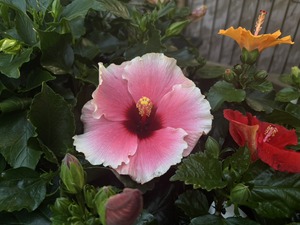 S__41033732_0