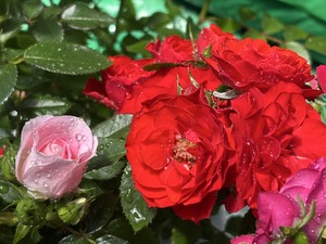 S__40419400_0