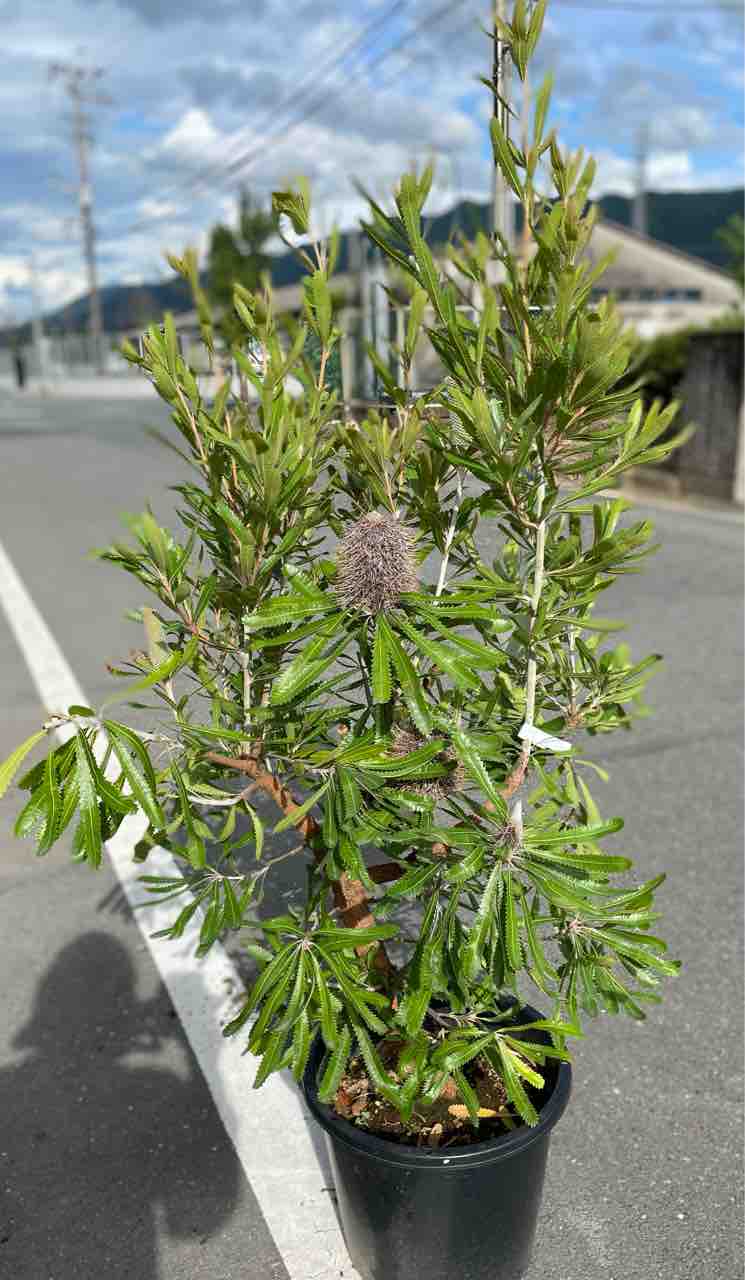 オージープランツ バンクシア アエムラ 大鉢 バンクシア：アエムラ