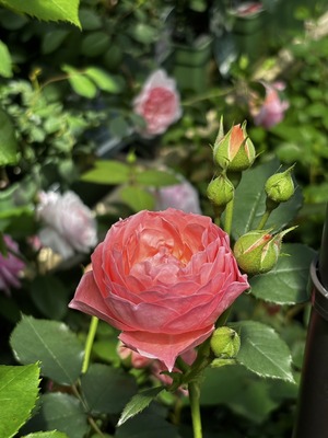 S__64643095_0