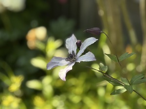 S__40738870_0