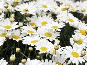 S__40190013_0
