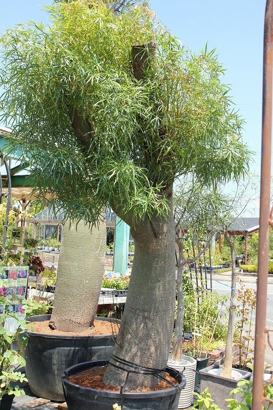 またまたボトルツリーがやって来ました♪ : 大洋グリーンブログ