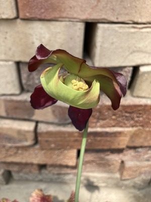 ワレモコウ様 ワレモコウ（吾亦紅）：大輪われもこう5-6号鉢植え の通販