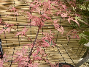 S__99131623_0