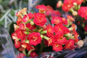 IMG_9046