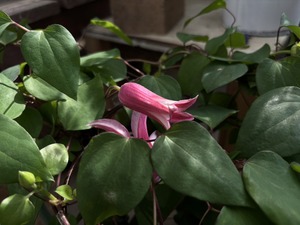 S__40656907_0