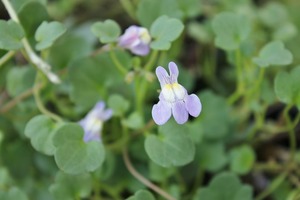 IMG_8636