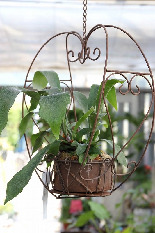 ボトルツリーお手頃サイズ入荷♪ : 大洋グリーンブログ