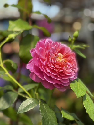 S__64643098_0