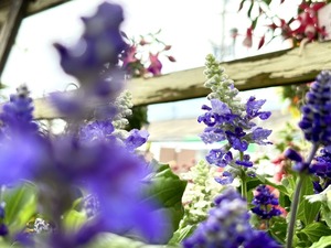 S__40189963_0