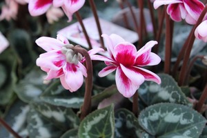 IMG_1796