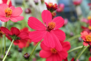 IMG_5474