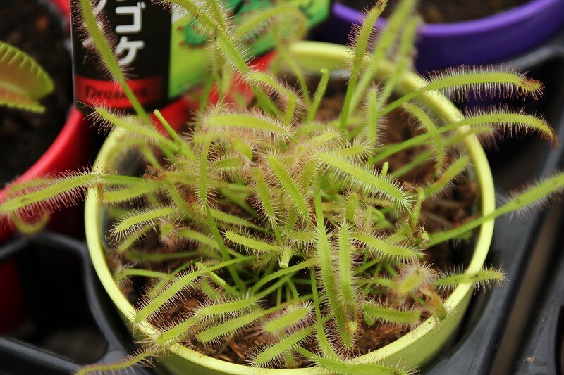 ユニークな食虫植物 大洋グリーンブログ