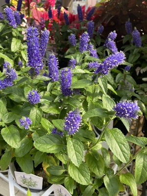 S__50085908_0