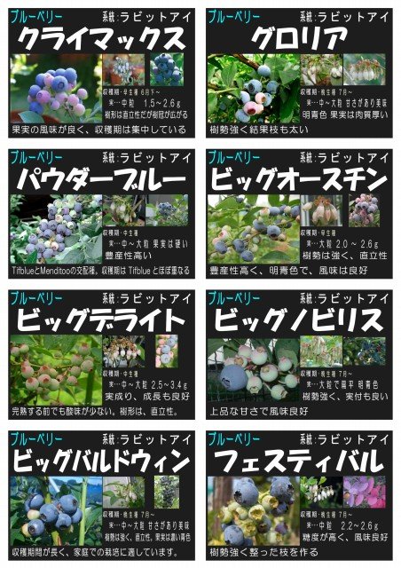 台風対策中ですが ブルーベリー大量入荷告知 大洋グリーンブログ 台風対策中ですが ブルーベリー大量入荷告知 大洋グリーンブログ