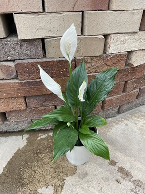 S__46972936_0