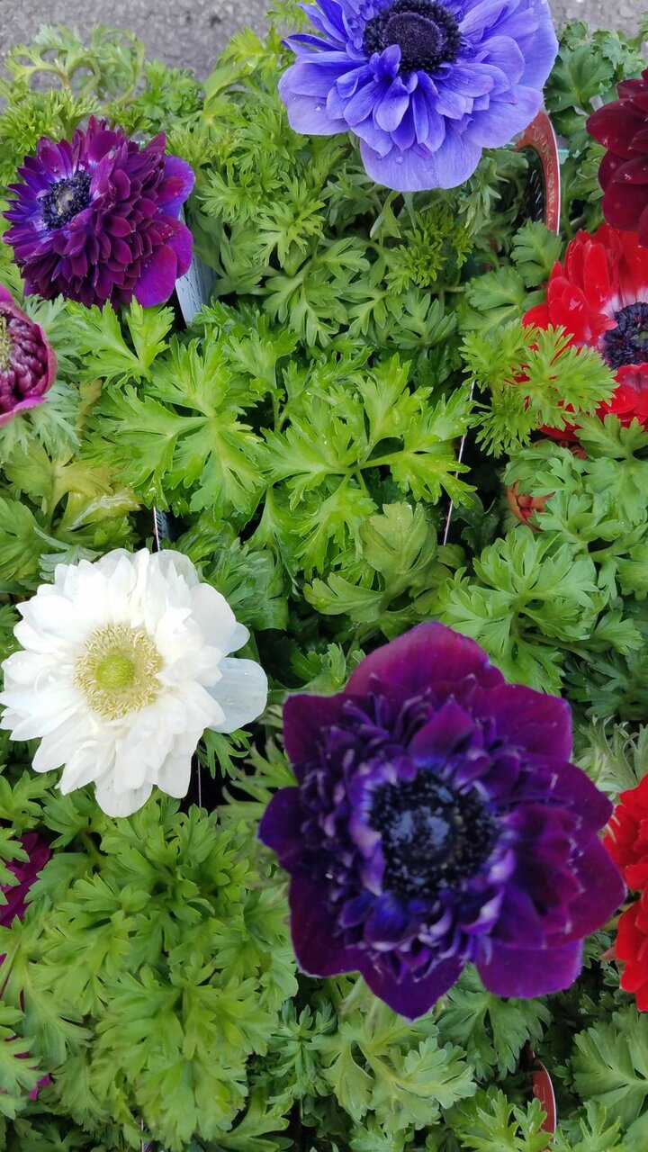 プロテア コリゼマ スノーフレーク アネモネetc 大洋グリーンブログ