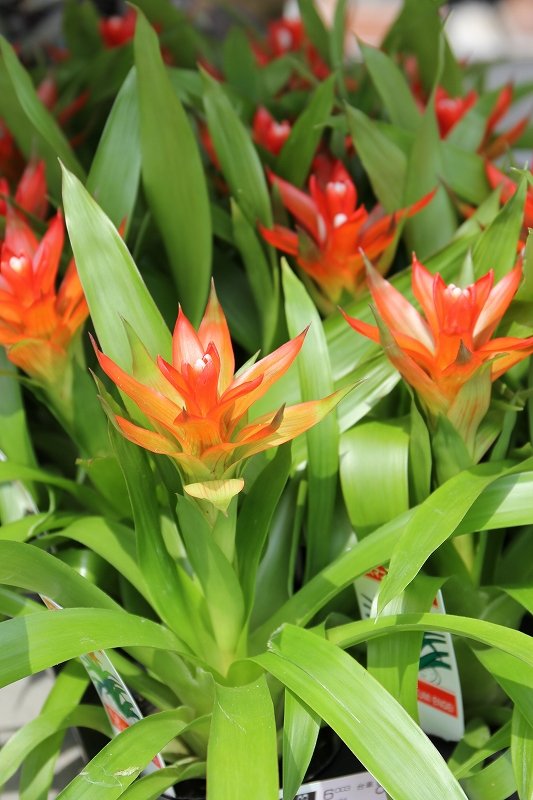 ボトルツリーお手頃サイズ入荷♪ : 大洋グリーンブログ