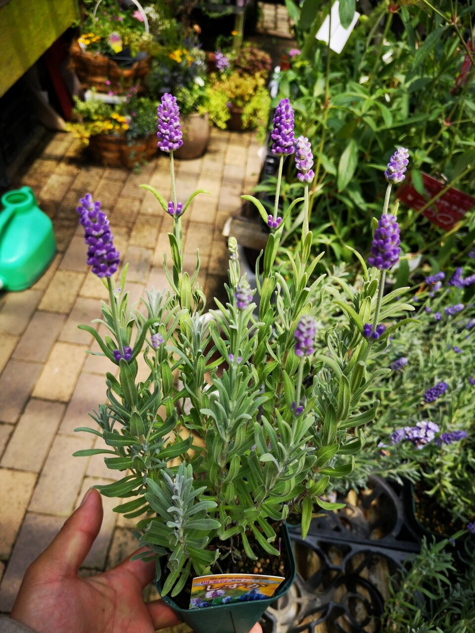 人気のオーストラリア植物3種入荷 大洋グリーンブログ