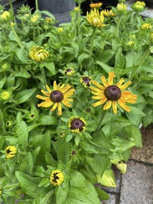S__45981699_0