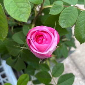 S__39747596