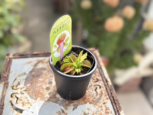 S__40124425_0