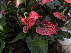 S__39551068_0